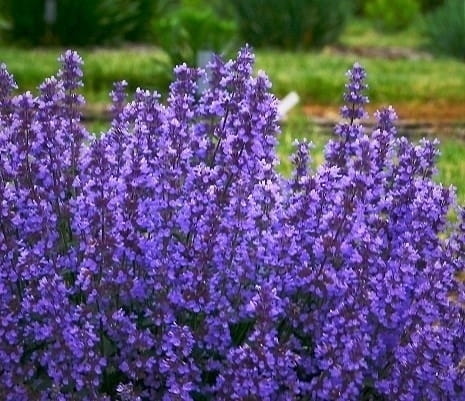 Kocimiętka Nepeta p9