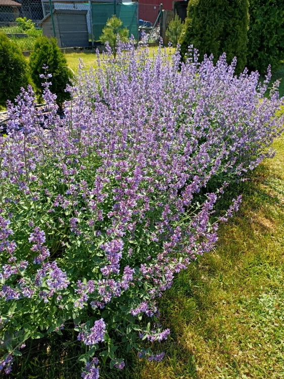 Kocimiętka Nepeta p9