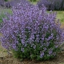 Kocimiętka Nepeta p9