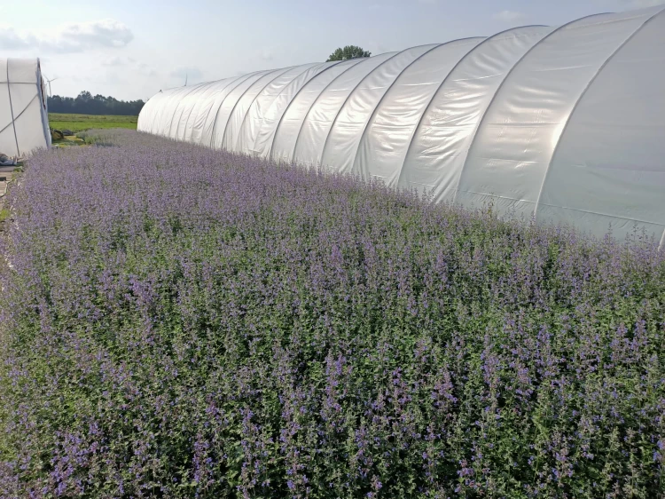 Kocimiętka Nepeta p9