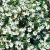 Biała Kufea, Cuphea hyssopifolia White