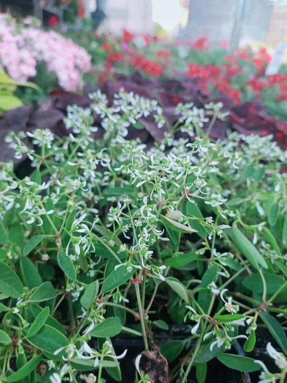 euphorbia kilimandscharo sadzonka p9