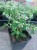euphorbia kilimandscharo sadzonka p9