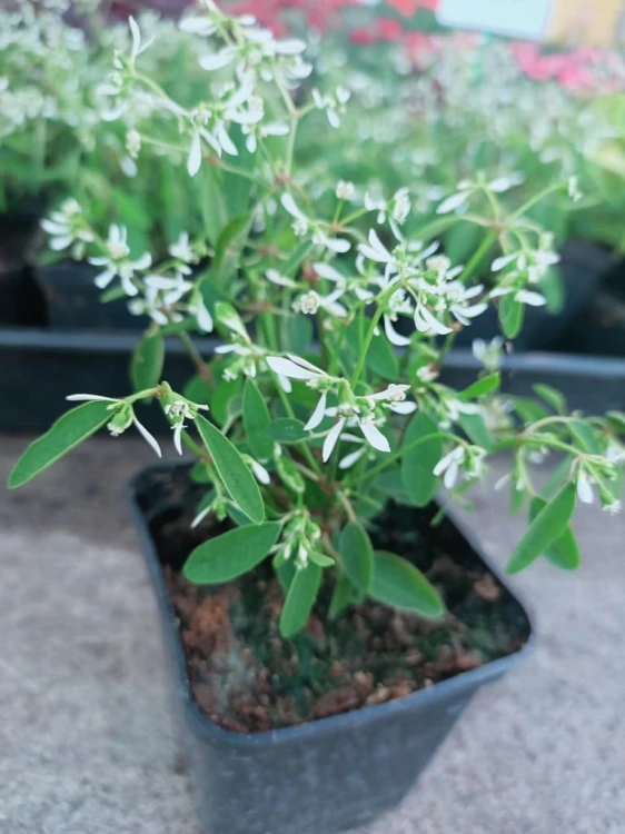 euphorbia kilimandscharo sadzonka p9
