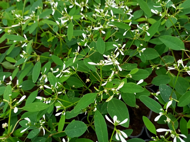 euphorbia kilimandscharo sadzonka p9