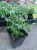 euphorbia kilimandscharo sadzonka p9