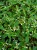 euphorbia kilimandscharo sadzonka p9