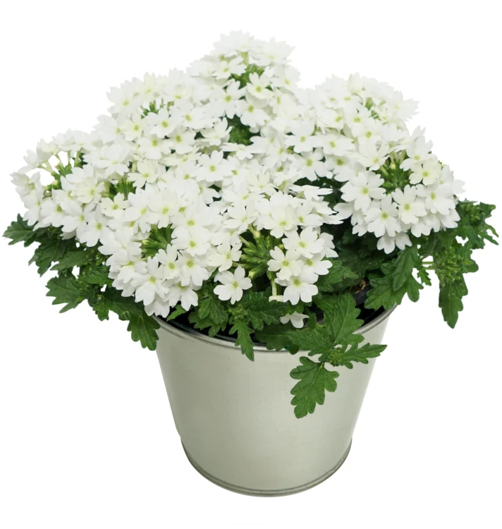 WERBENA Drums White p9