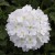 WERBENA Drums White p9