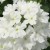 WERBENA Drums White p9