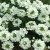 WERBENA Drums White p9