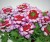 WERBENA Drums Purple Red p9