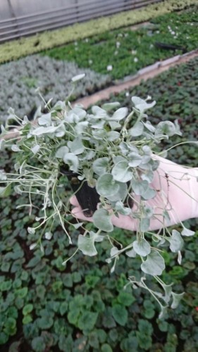 dichondra srebrzysta SILVER FALLS p9