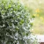 dichondra srebrzysta SILVER FALLS p9