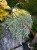 dichondra srebrzysta SILVER FALLS p9