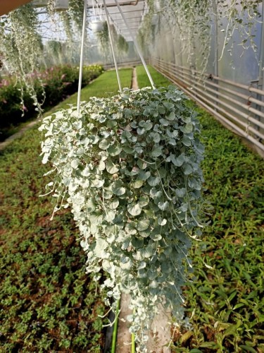 dichondra srebrzysta SILVER FALLS p9