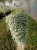 dichondra srebrzysta SILVER FALLS p9