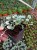 dichondra srebrzysta SILVER FALLS p9