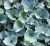 dichondra srebrzysta SILVER FALLS p9