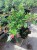 Kufea, Cuphea hyssopifolia Purple sadzonka p9