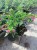 Kufea, Cuphea hyssopifolia Purple sadzonka p9