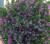 Kufea, Cuphea hyssopifolia Purple sadzonka p9