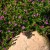 Kufea, Cuphea hyssopifolia Purple sadzonka p9