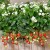 Truskawka ozdobna Fragoo® White 'Beltran' p9