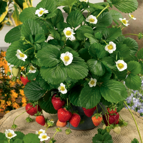 Truskawka ozdobna Fragoo® White 'Beltran' p9