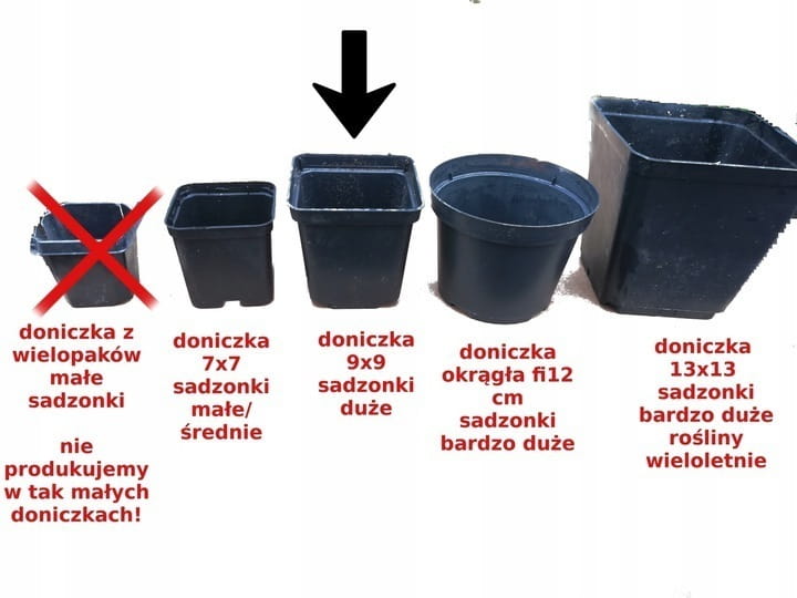 Truskawka ozdobna Fragoo® Hot Pink 'Frisan p9