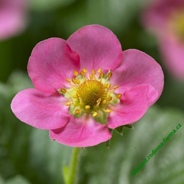 Truskawka ozdobna Fragoo® Hot Pink 'Frisan p9