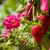 Truskawka ozdobna Fragoo® Hot Pink 'Frisan p9