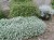Kocanka helichrysum p9