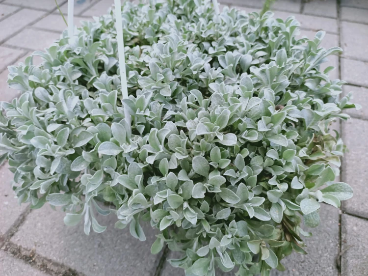 Kocanka helichrysum p9