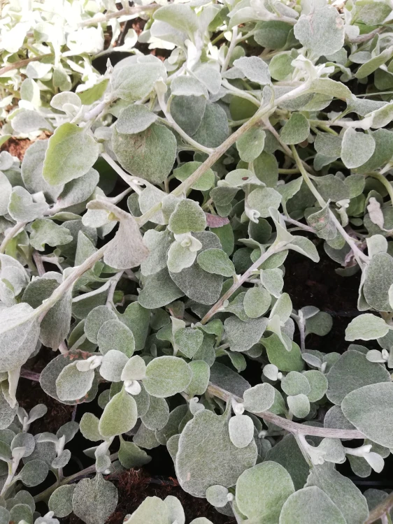 Kocanka helichrysum p9
