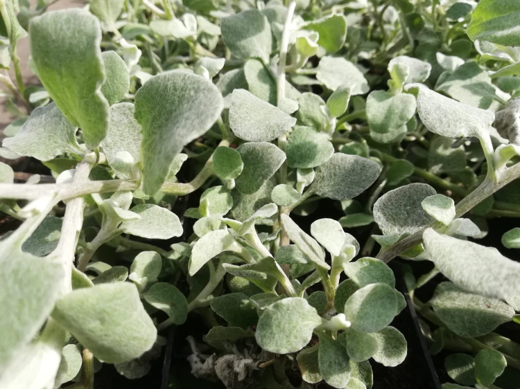 Kocanka helichrysum p9