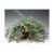 Kocanka helichrysum p9
