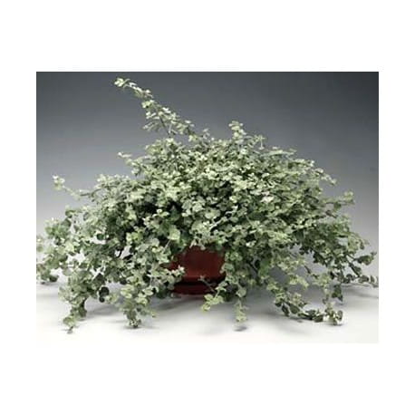 Kocanka helichrysum p9