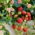 Truskawka ozdobna Fragoo Summer breeze Rose P9