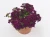 WERBENA Drums Purple p9