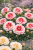 Goździk Dianthus Strawberry Cream