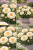 Goździk Dianthus Diantica Soft Cream