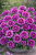 Goździk Dianthus Purple Max