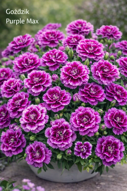 Goździk Dianthus Purple Max