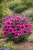 Goździk Dianthus Purple Max