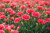 Goździk Dianthus Diantica Coral Granita