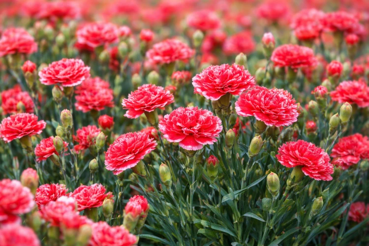 Goździk Dianthus Diantica Coral Granita