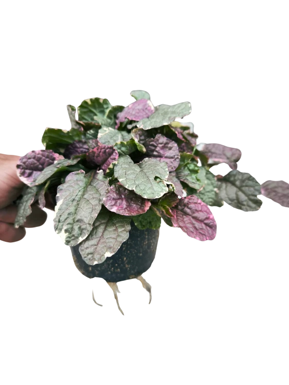 Dąbrówka rozłogowa Burgundy Glow