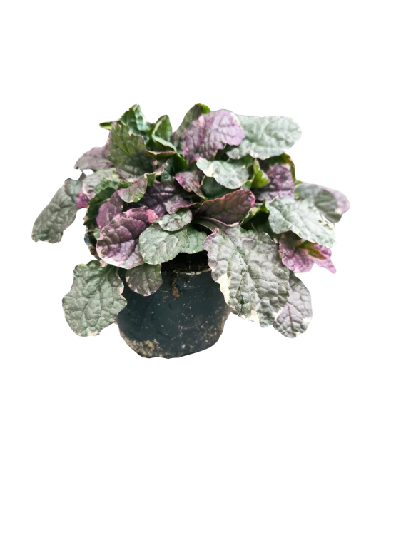 Dąbrówka rozłogowa Burgundy Glow