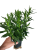 Aster nowobelgijski Maggie